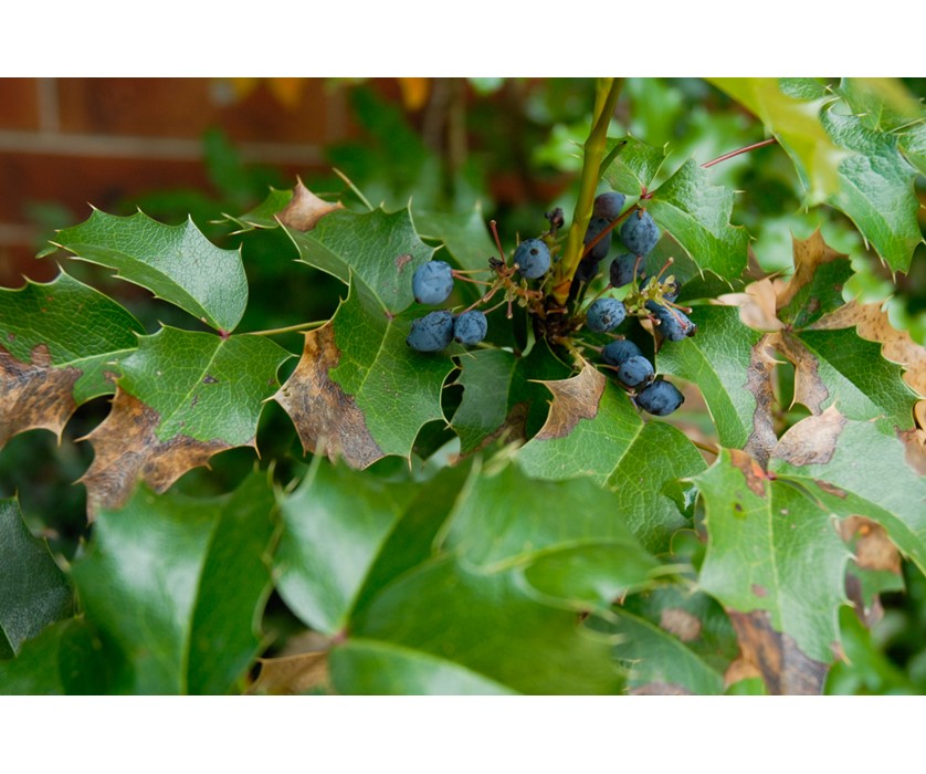 Oregon Grape